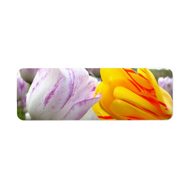 Tulip Love (Front)