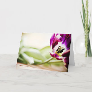 Tulip macro greeting card empty