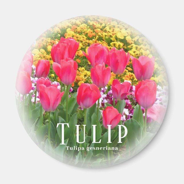 Tulip Magnet (Front)