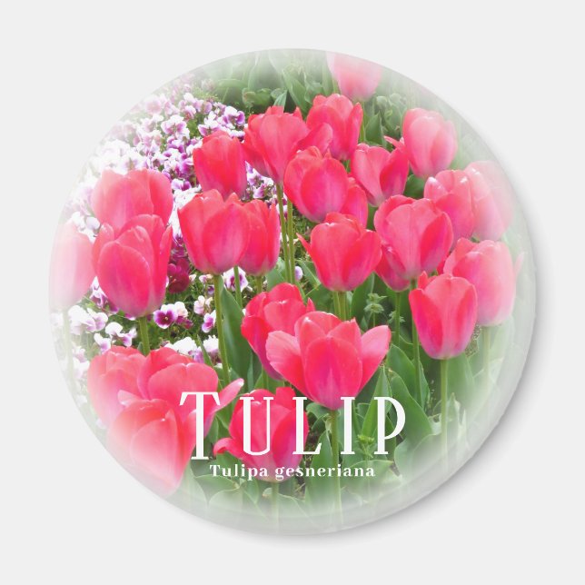 Tulip Magnet (Front)