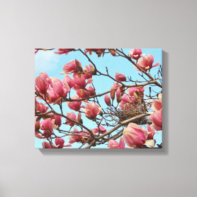 Tulip Magnolia tree with Birdsnest on Canvas Print (Front)