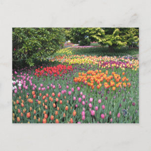 TULIP MEADOW POSTCARD