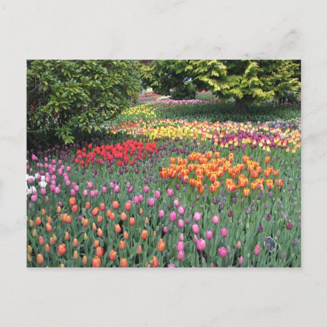 TULIP MEADOW POSTCARD (Front)
