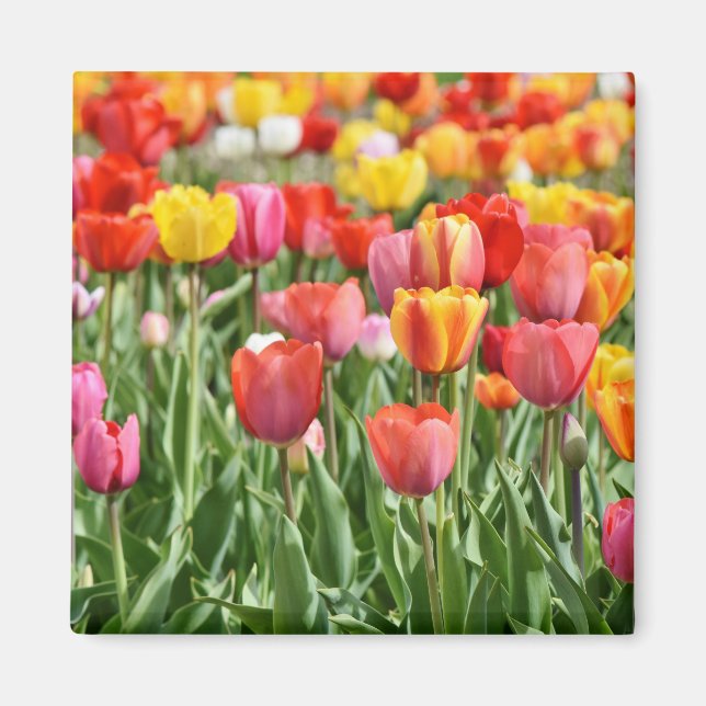 Tulip Nature Photo Magnet (Front)