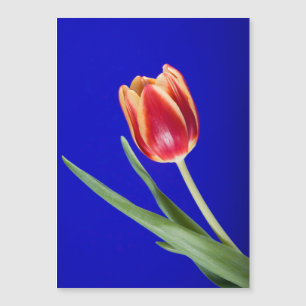 Tulip on blue background