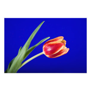 Tulip on blue background photo print