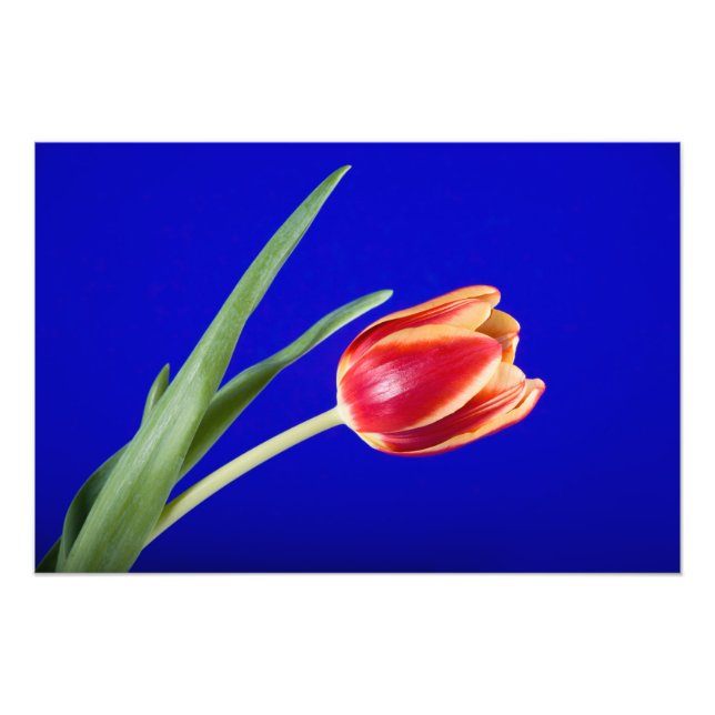 Tulip on blue background photo print (Front)