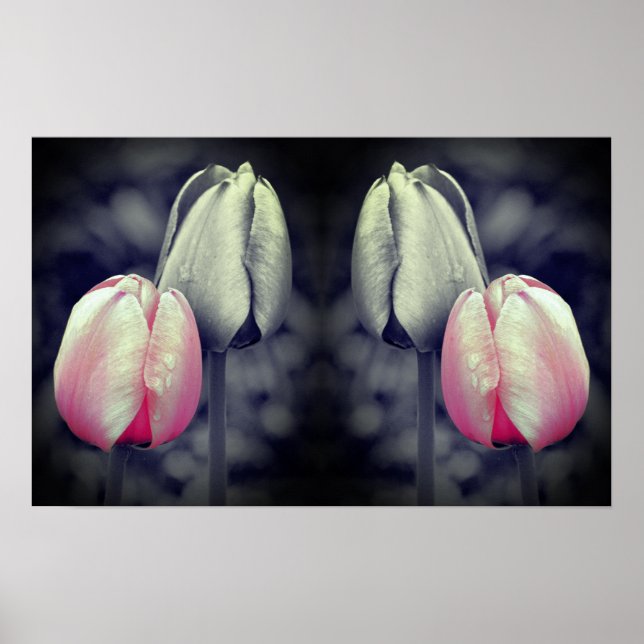 Tulip Pair Black And White Partial Colour  Poster (Front)