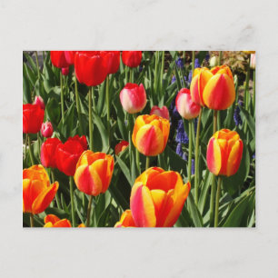 Tulip Patch Postcard