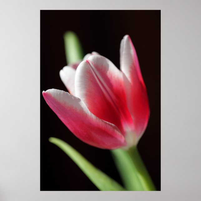 Tulip Peaceful Poster (Front)