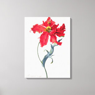 Tulip: Perroquet Rouge Canvas Print