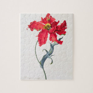 Tulip: Perroquet Rouge Jigsaw Puzzle
