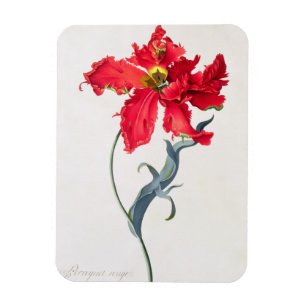 Tulip: Perroquet Rouge Magnet