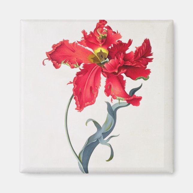 Tulip: Perroquet Rouge Magnet (Front)