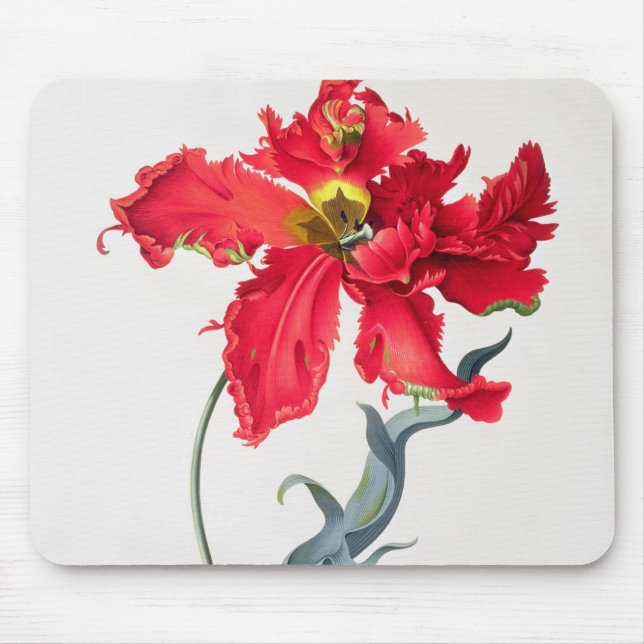 Tulip: Perroquet Rouge Mouse Pad (Front)