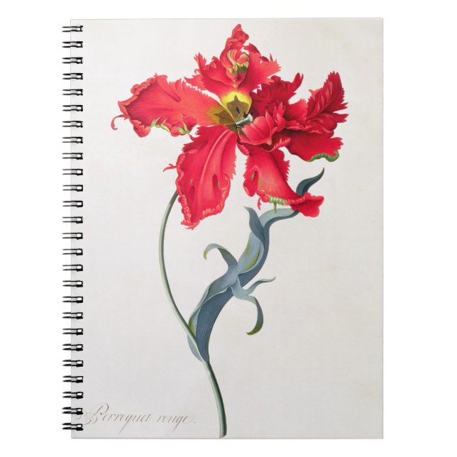 Tulip: Perroquet Rouge Notebook (Front)