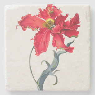 Tulip: Perroquet Rouge Stone Coaster