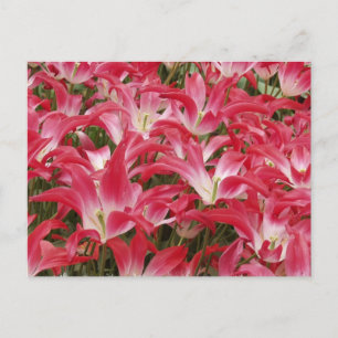 Tulip Photos Postcard