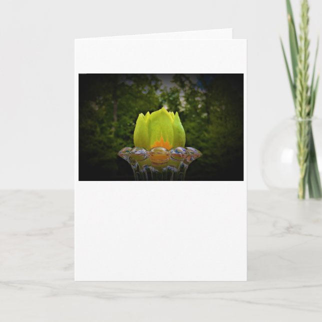 Tulip Poplar Blossom, card (Front)