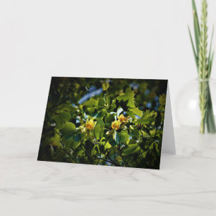 Tulip Poplar Blossom, card