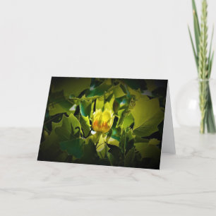 Tulip Poplar Blossom, card