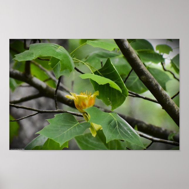 Tulip Poplar Blossom, Poster (Front)