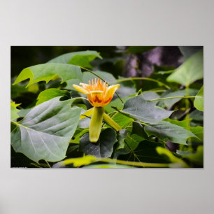 Tulip Poplar Blossom, Poster