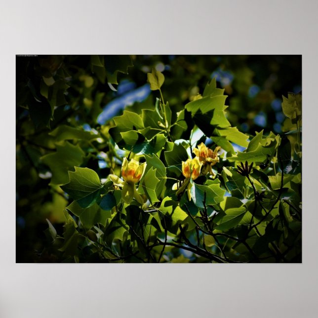 Tulip Poplar Blossom, Poster (Front)