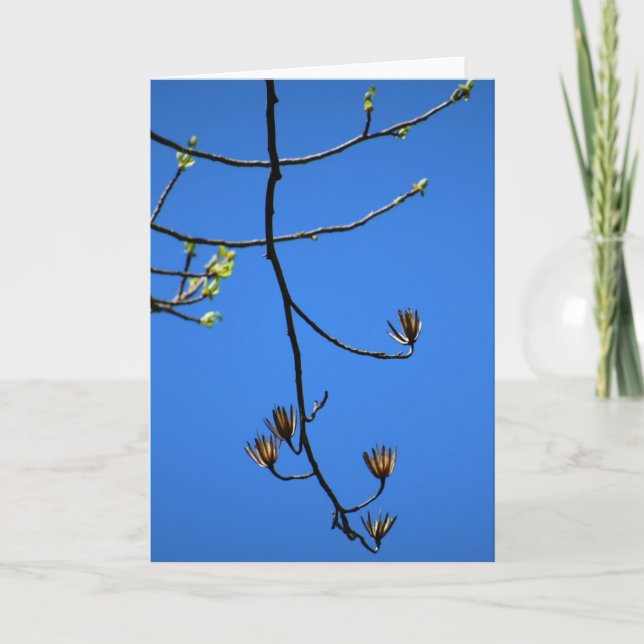 Tulip Poplar, card (Front)