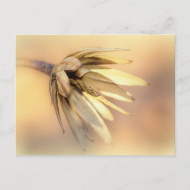 Tulip Poplar Empty Seed Pod Postcard (Front)