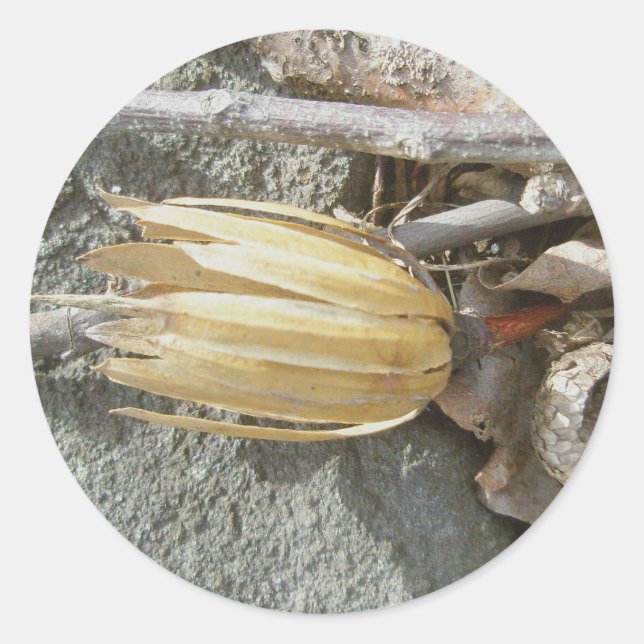 Tulip Poplar Seedhead Stickers (Front)