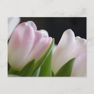 Tulip Postcard
