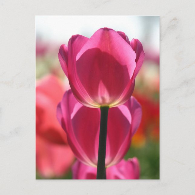 Tulip Postcard (Front)