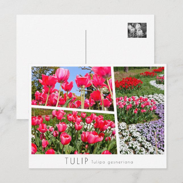 Tulip Postcard (Front/Back)