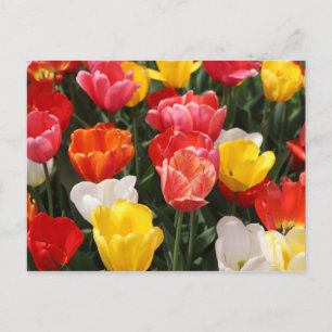 Tulip postcard