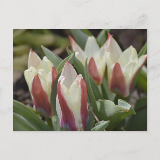 Tulip Postcard (Front)