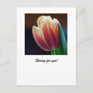 Tulip Postcard