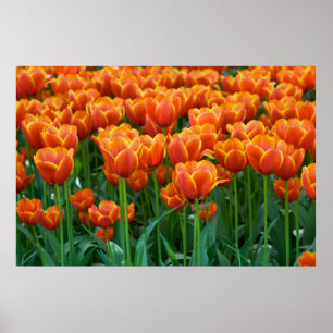 Tulip Poster