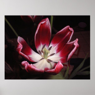 Tulip Poster