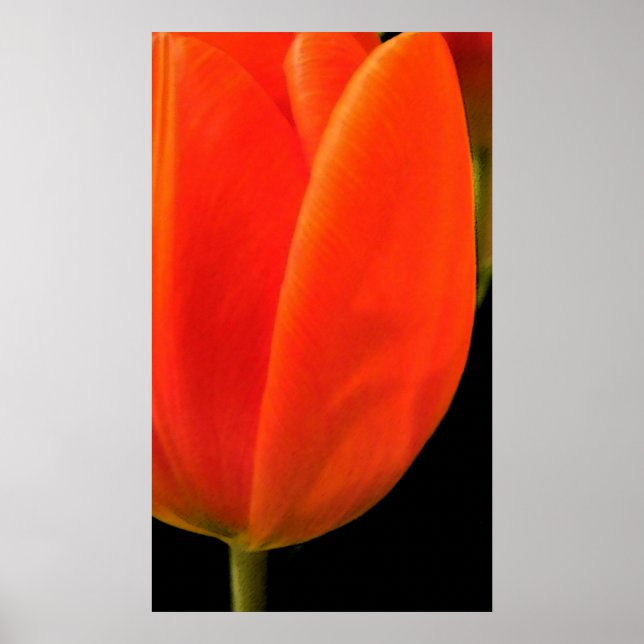 Tulip Poster (Front)