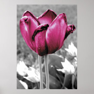Tulip Poster