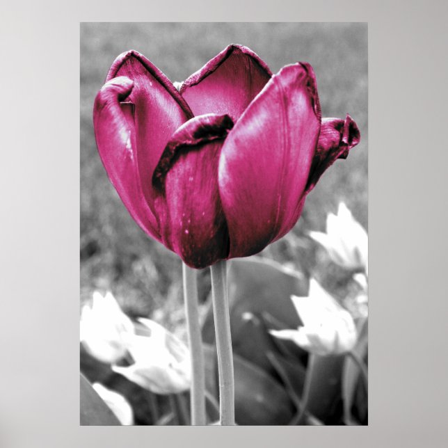 Tulip Poster (Front)