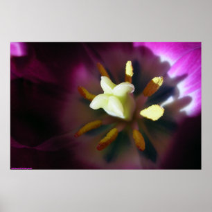Tulip Poster