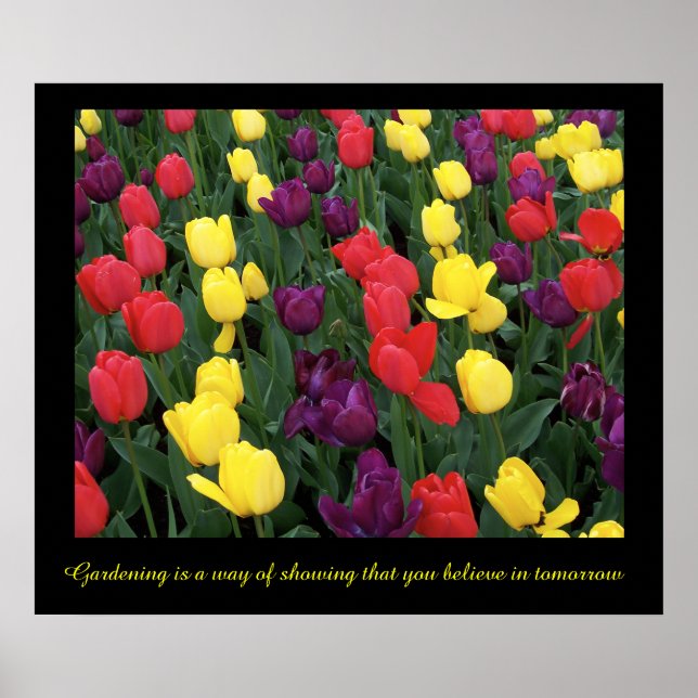 Tulip Rainbow Poster (Front)