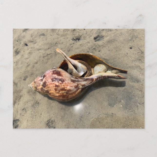 Tulip Shell Hermit Crab Seashell Postcard (Front)