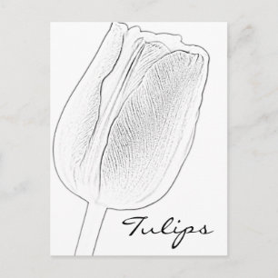 Tulip Sketch Postcard