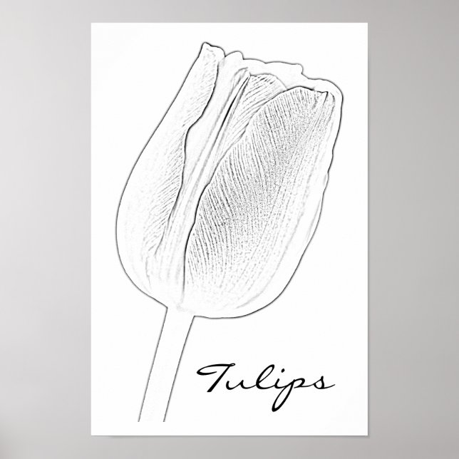 Tulip Sketch Poster (Front)