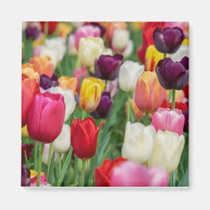 Tulip Spring Flowers Garden Floral Yellow Pink Red Magnet