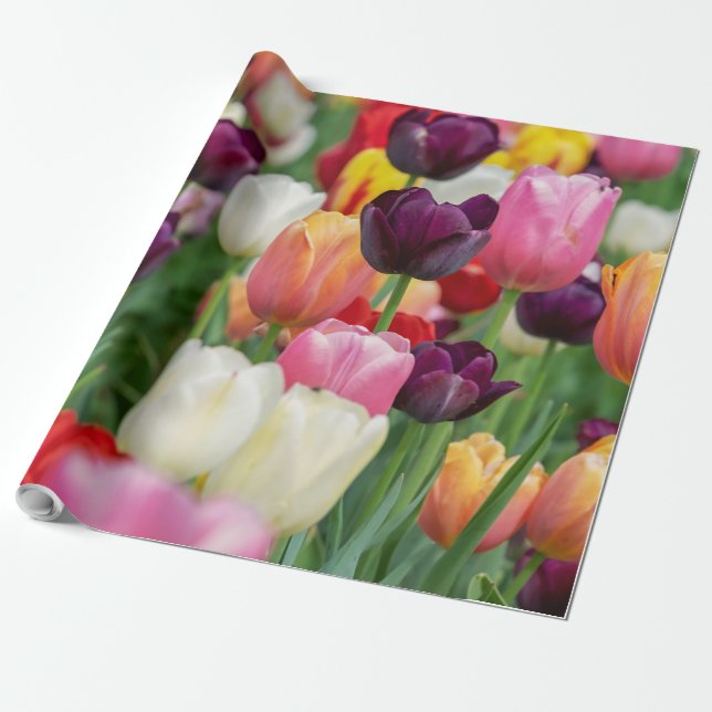 Tulip Spring Flowers Garden Floral Yellow Pink Red Wrapping Paper (Unrolled)