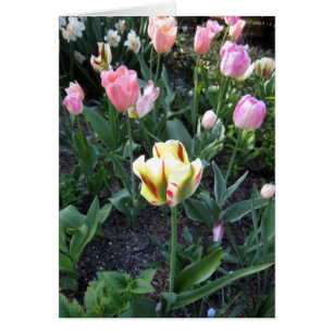 Tulip Stand Out In Crowd